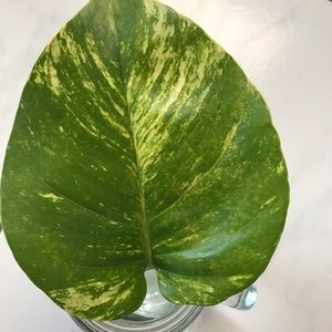 Giant Hawaiian variegated pothos